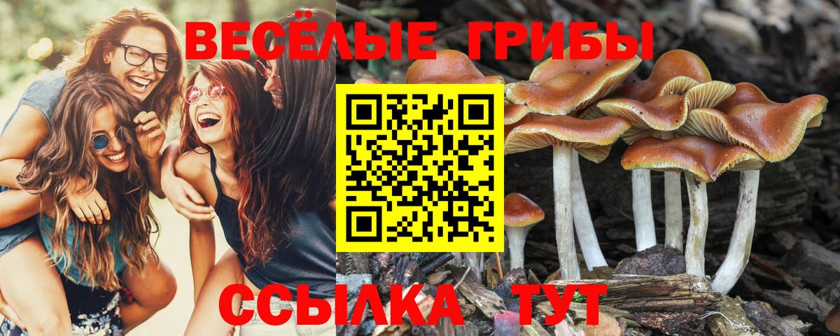 Псилоцибиновые грибы Cubensis  Истра 